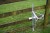 Sheep / Goat / Calf Headstock Galvanised