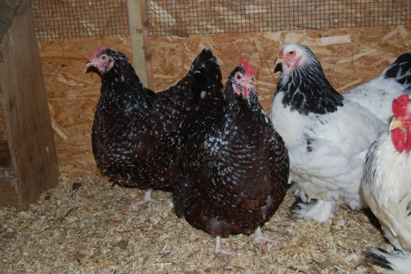 Poultry Feeds