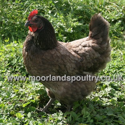 Bluebelle Hen