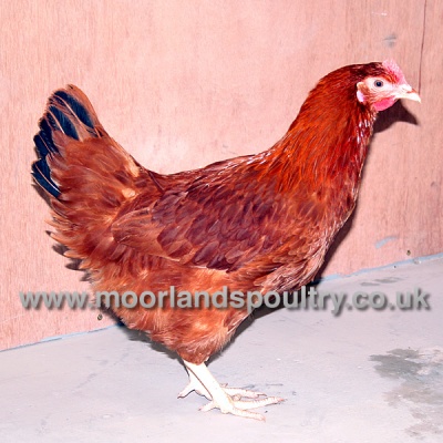 Moorlands Ranger Hen