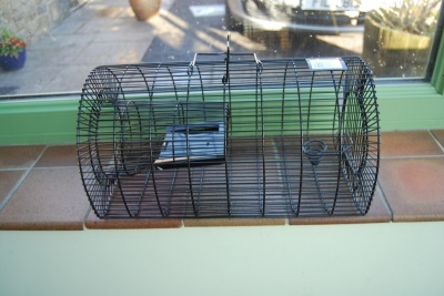 Cage Trap for Multiple Rats