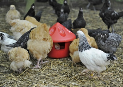 3kg Poultry Grit/Feed Station