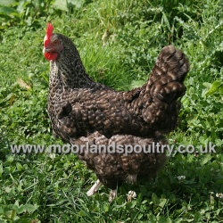 Speckled Star Hen