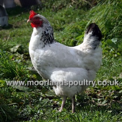 Sussex Star Hen