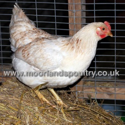 Amber Star Hen