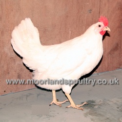 White Star Hen