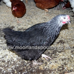 Daisybelle Hen