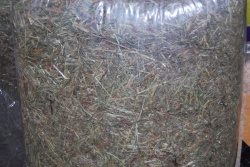 Pet Hay - Small Animal Hay